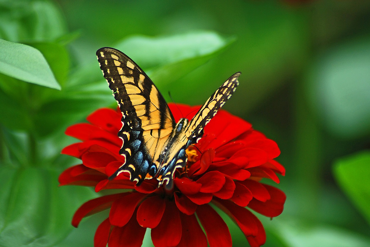 flowers spring red free photo