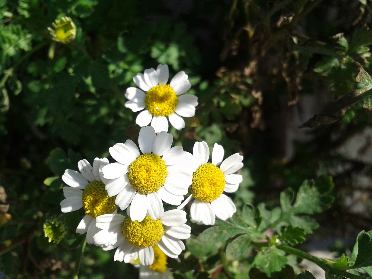 flowers nature white free photo