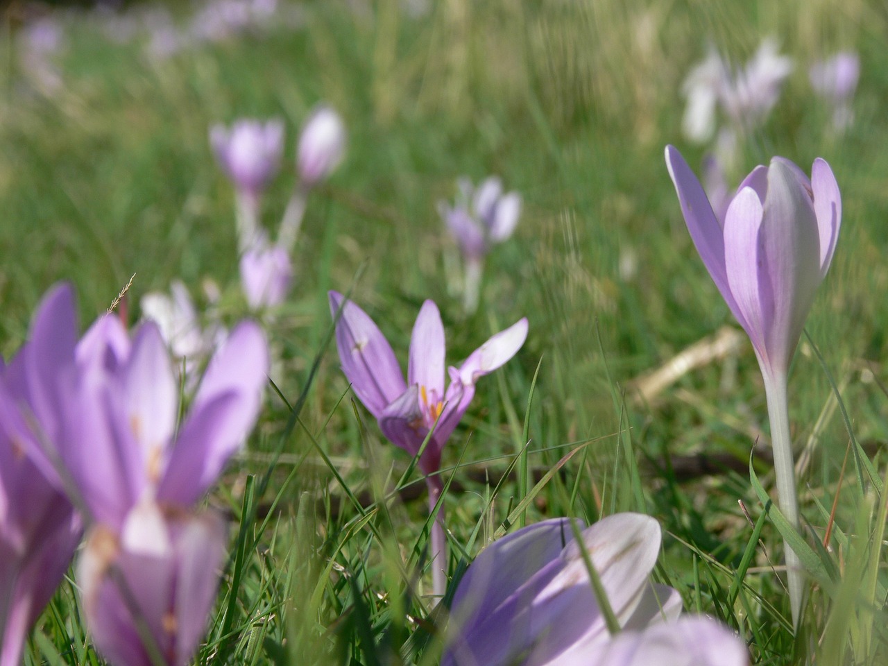 flowers spring flower free photo