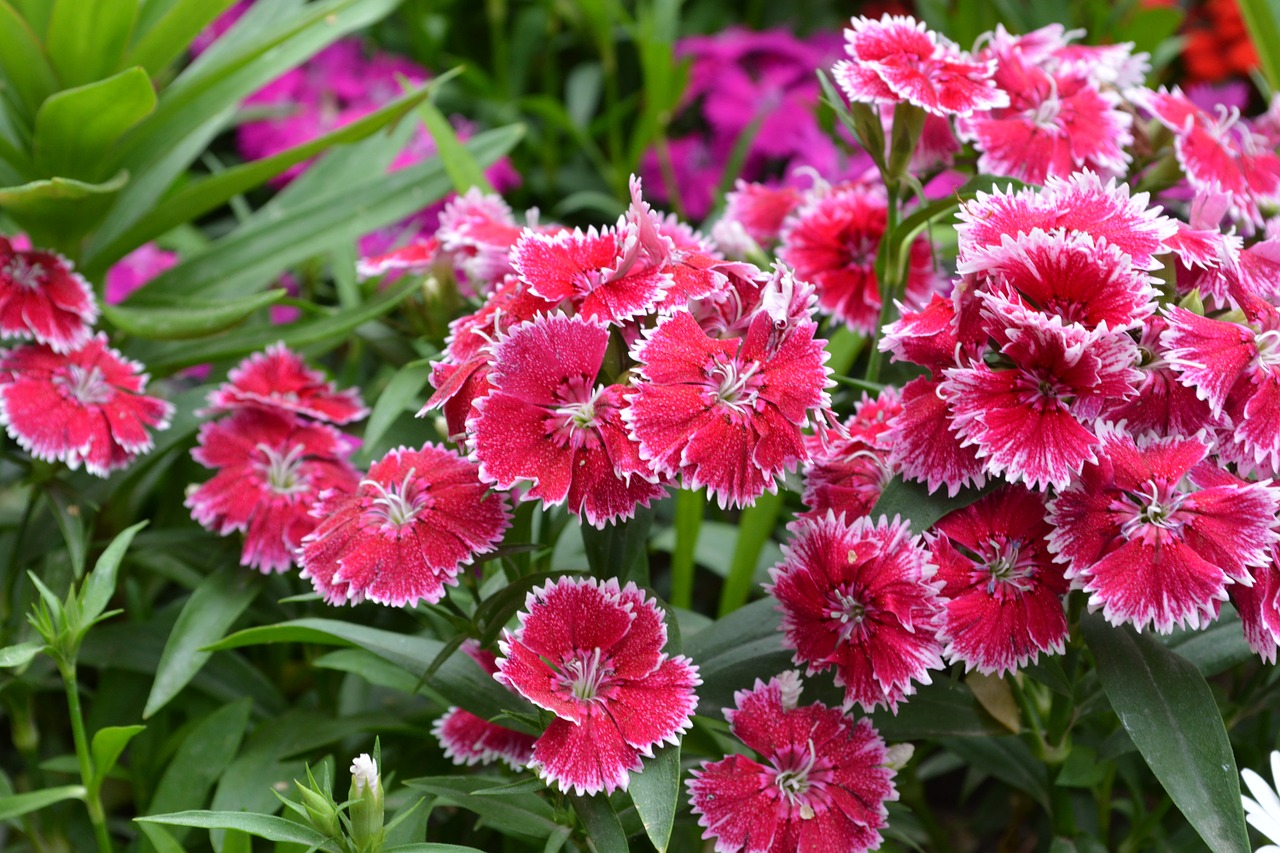 flowers flower garden pink free photo