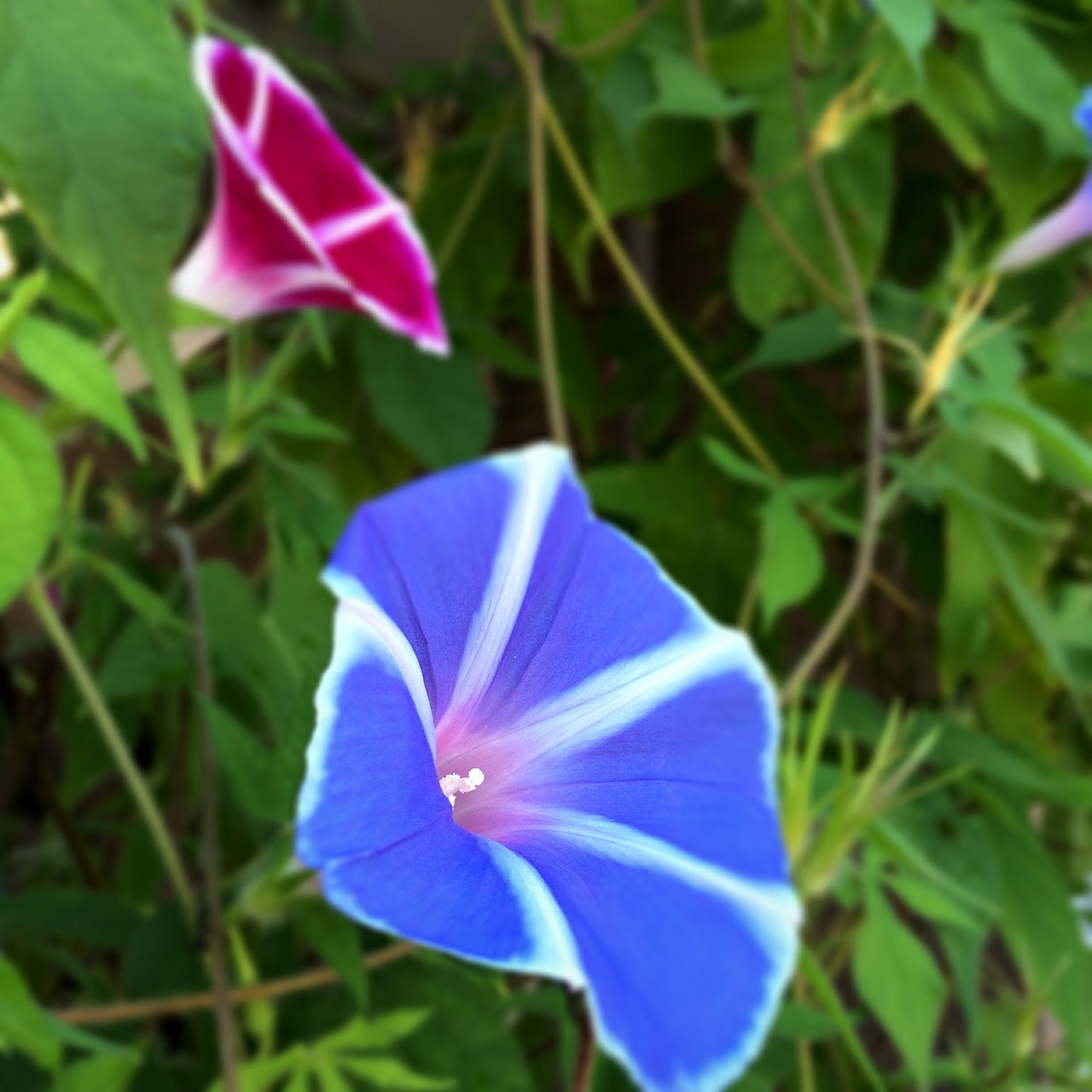 flowers morning glory free pictures free photo