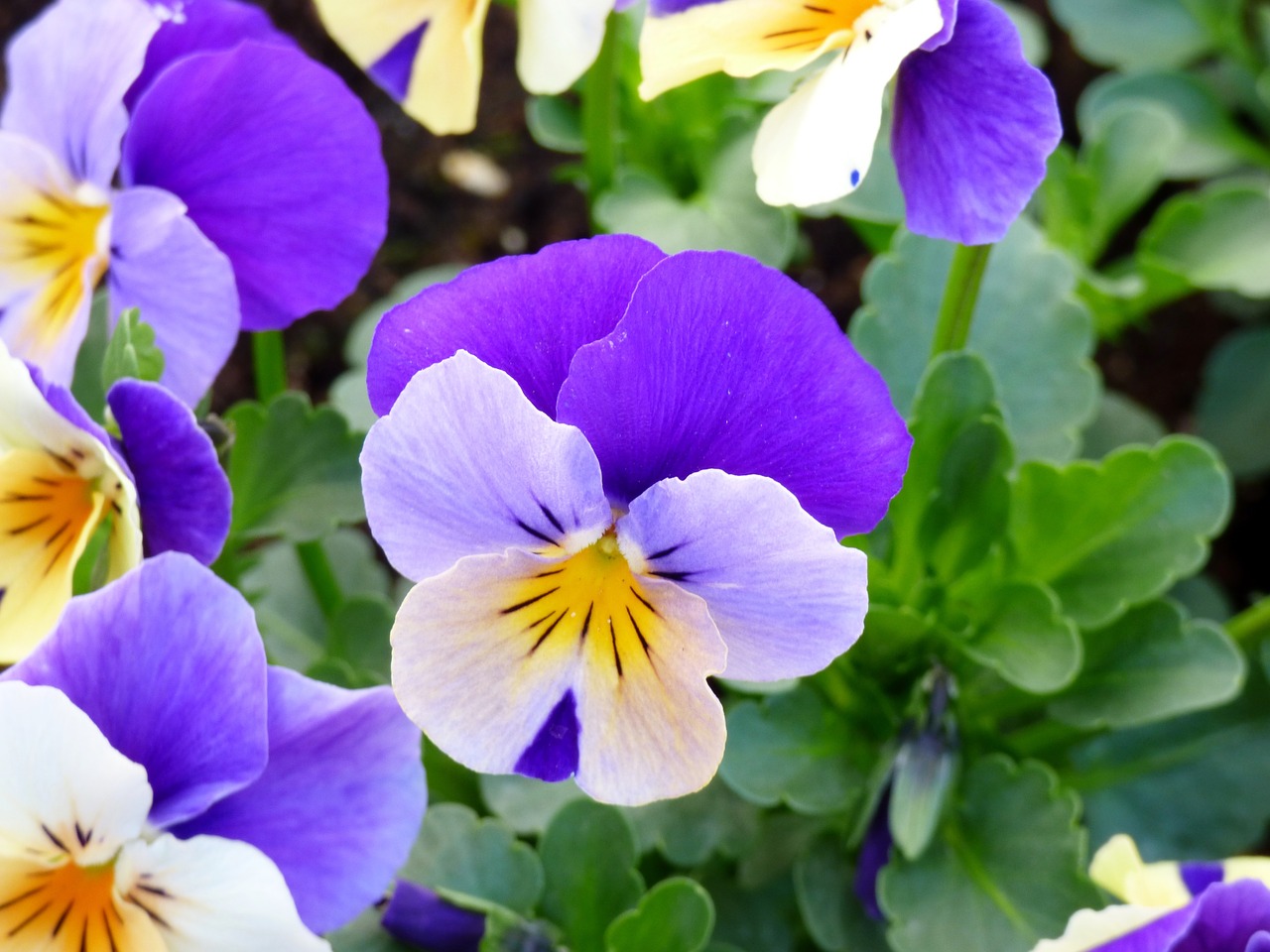 flowers violet purple free photo