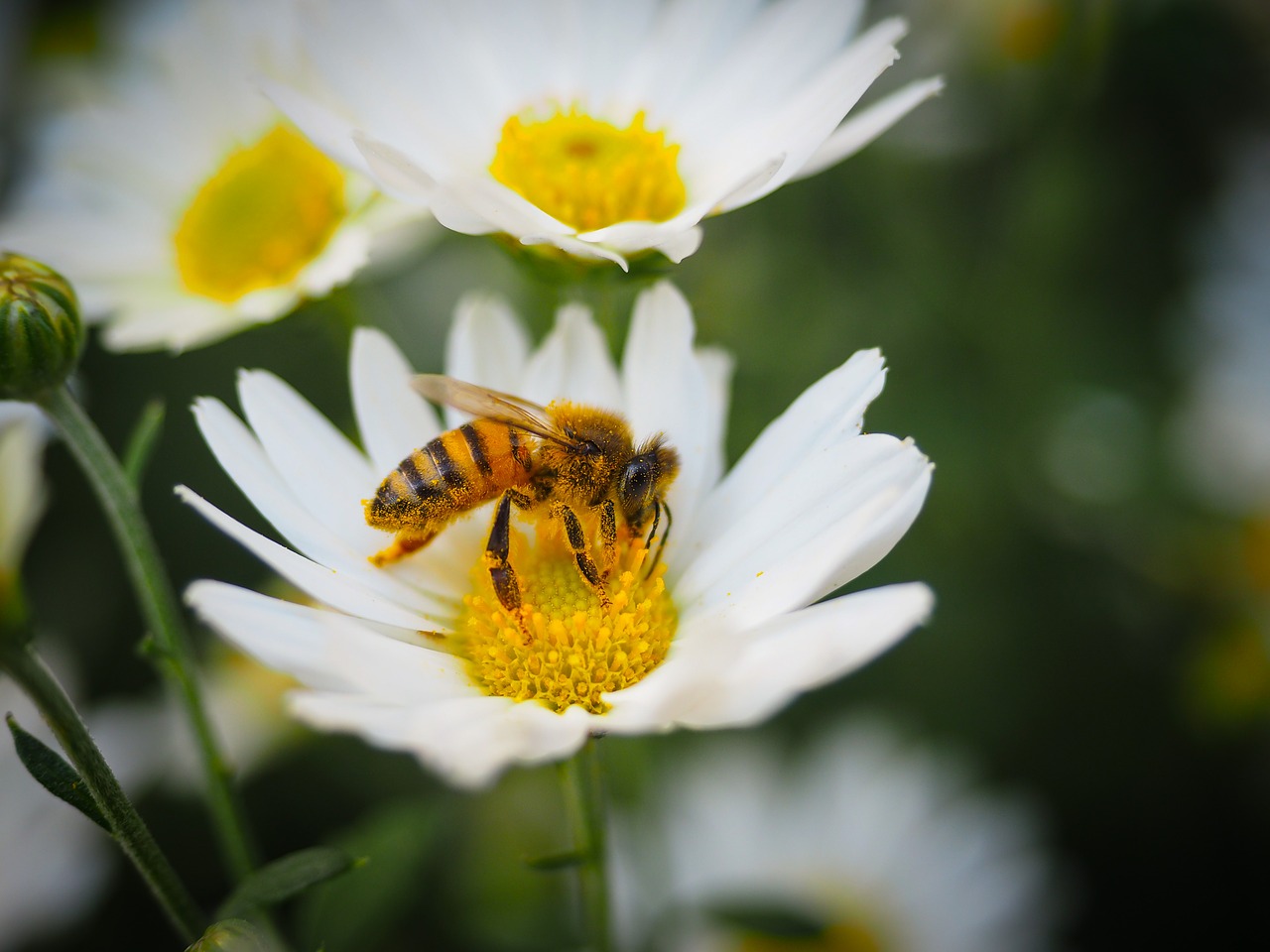 flowers bee honey free photo