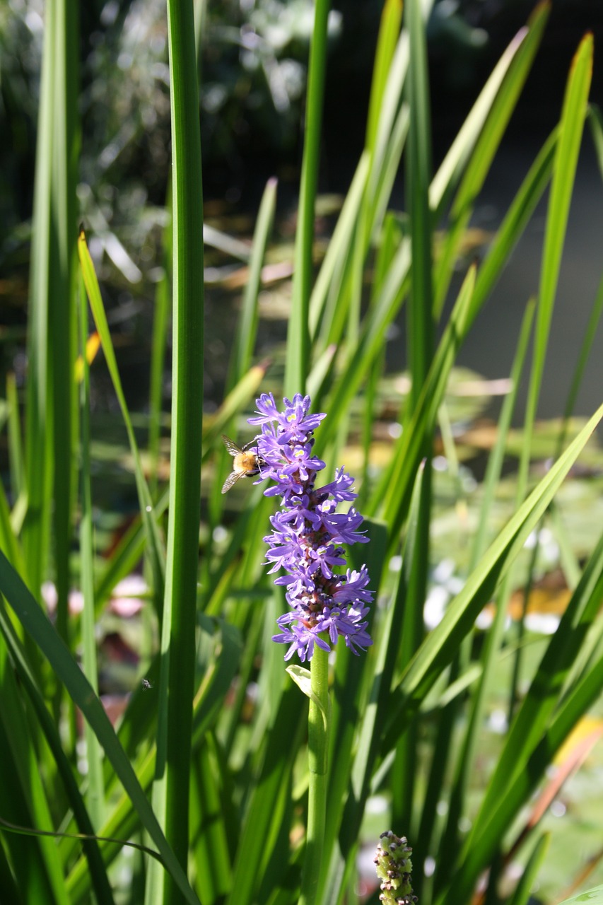 flowers violet nature free photo