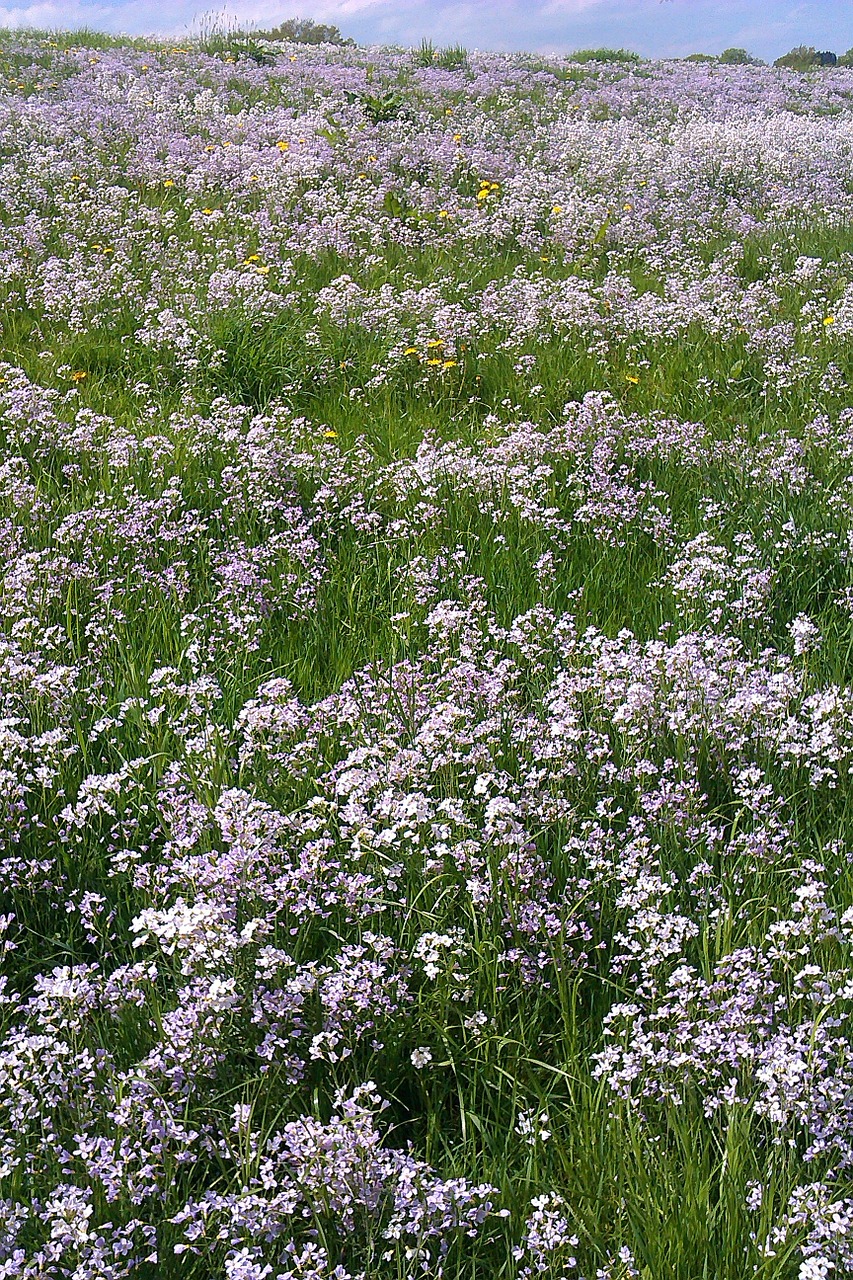 flowers meadow nature free photo