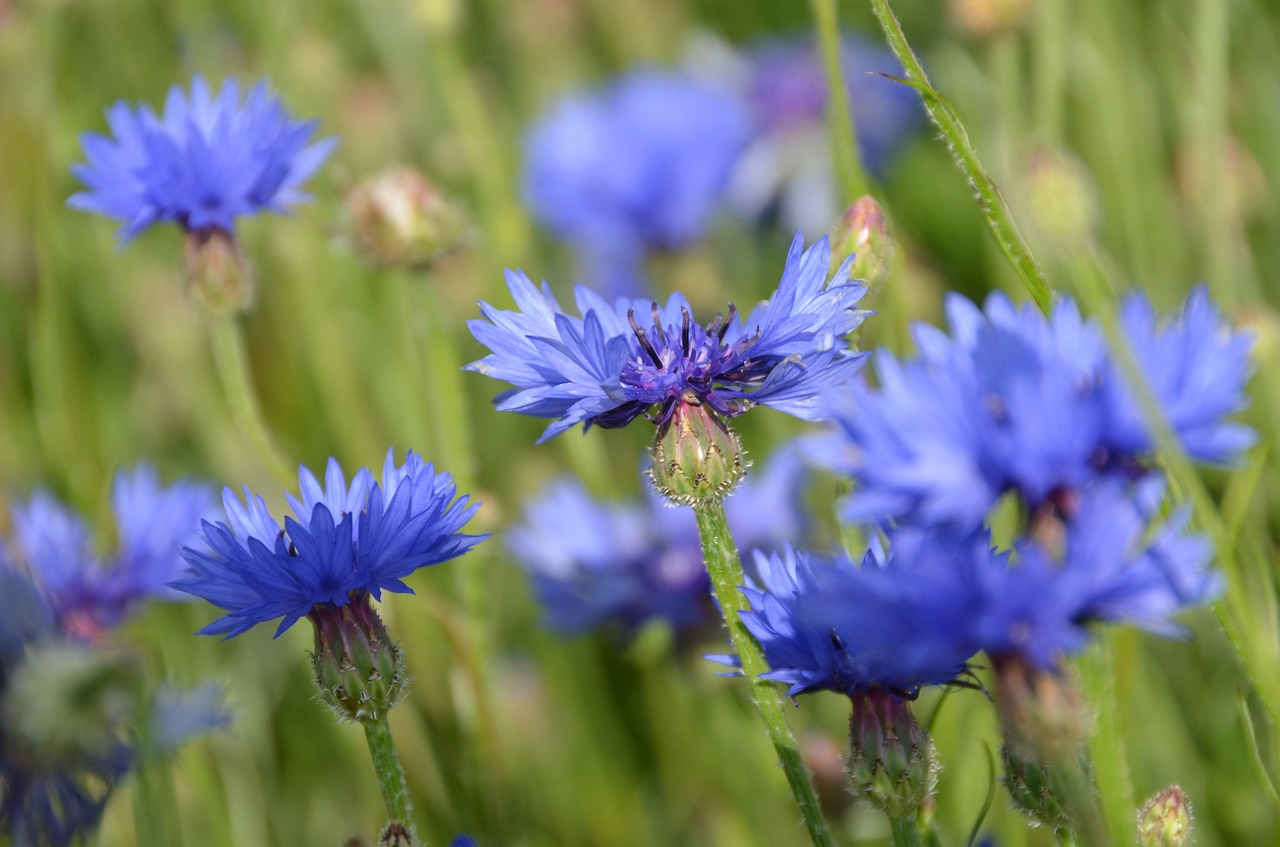 flowers pfloanzen blue free photo