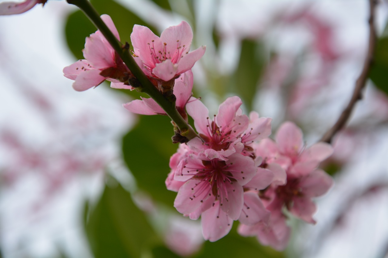 flowers spring cherries free photo