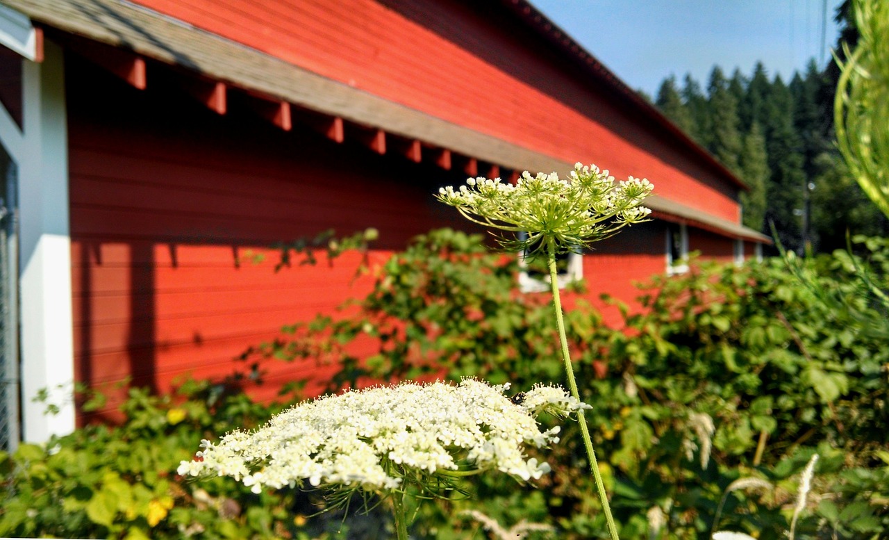 flowers green outdoor free photo