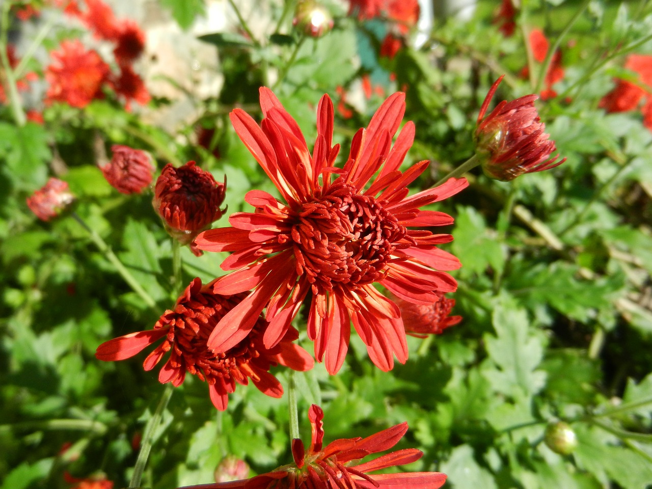 flowers red garden free photo