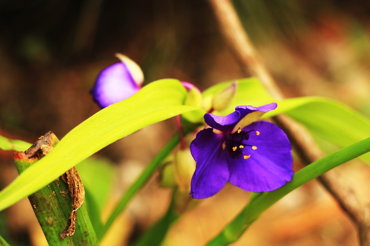 flowers violet pine-mushrooms free photo