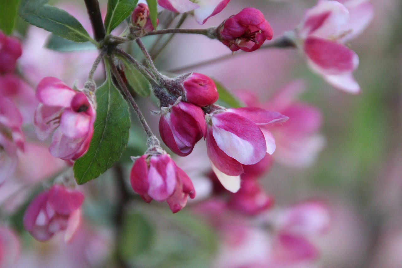 flowers pink ornamental cherry free photo