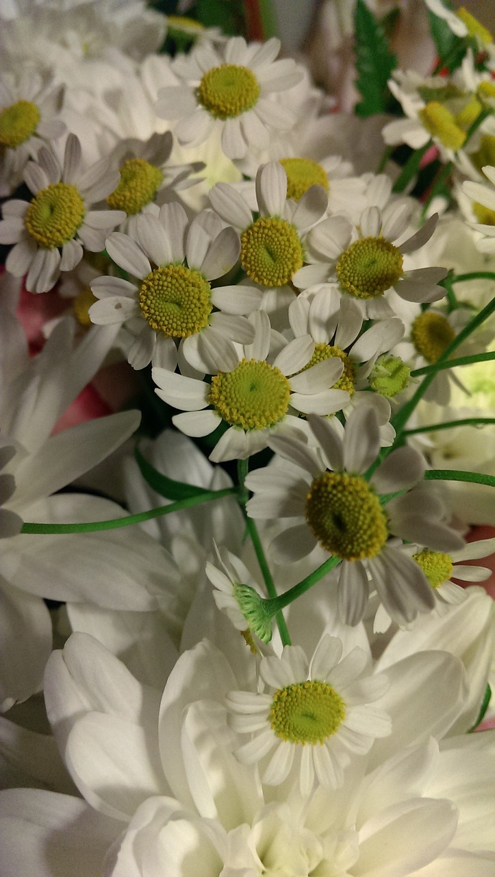 flowers daisy bouquet free photo