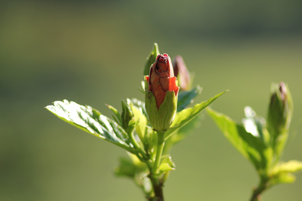 flowers plants green free photo