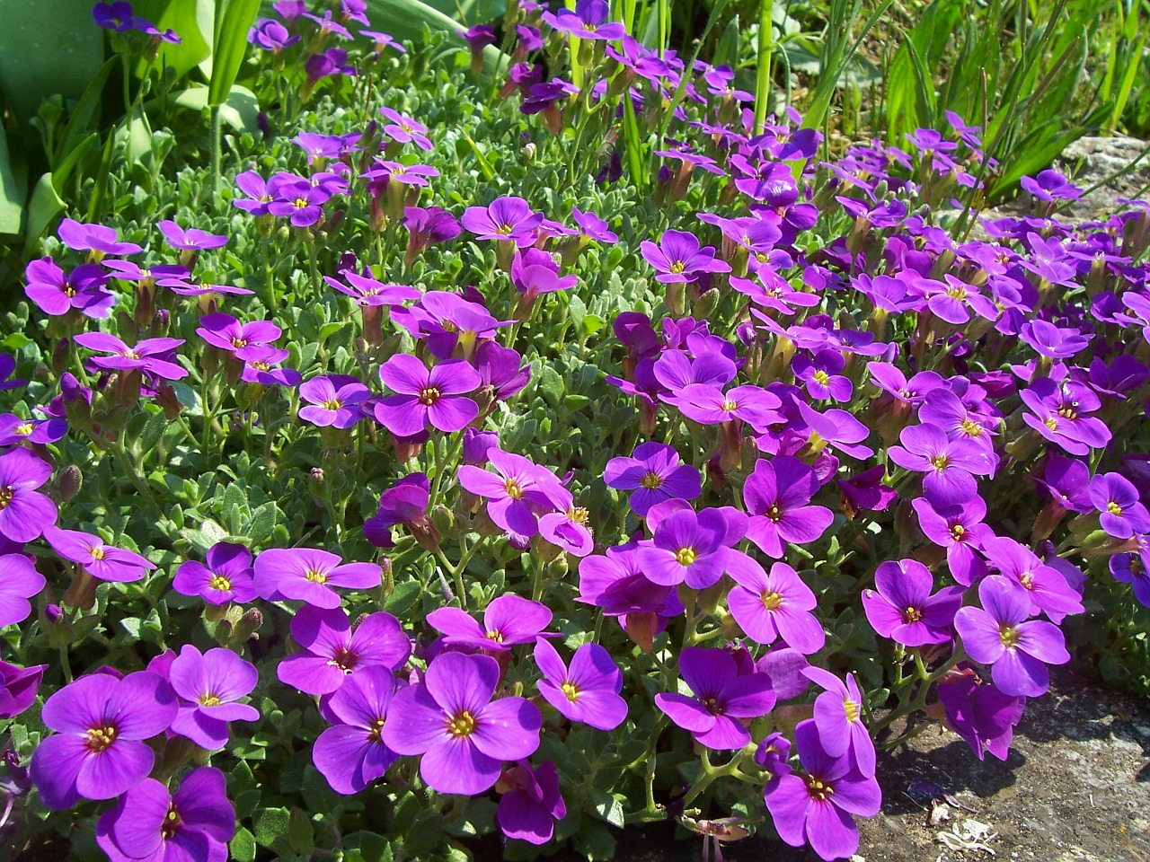 flowers plant spring free photo