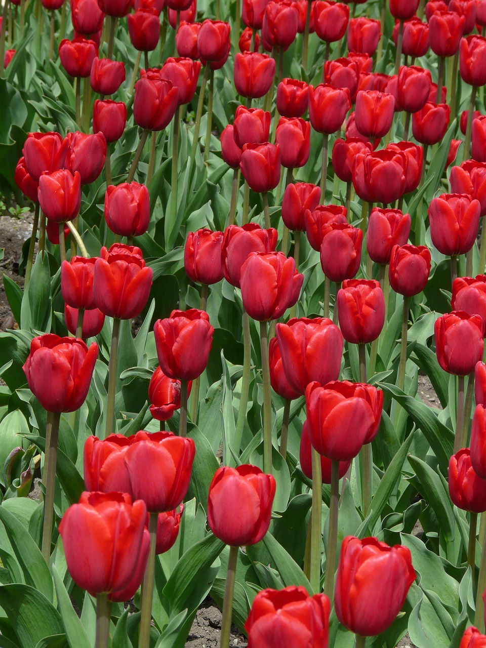 flowers tulips colorful free photo