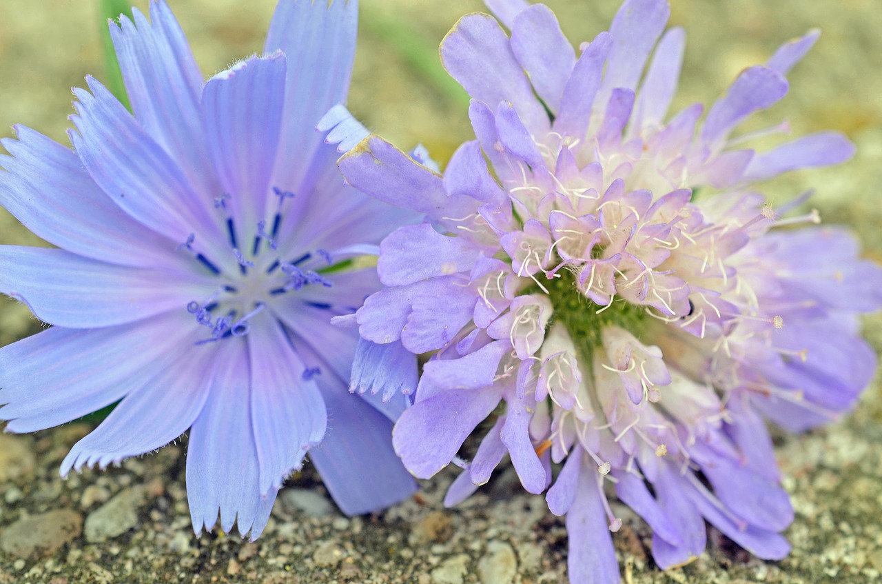 flowers blue purple free photo