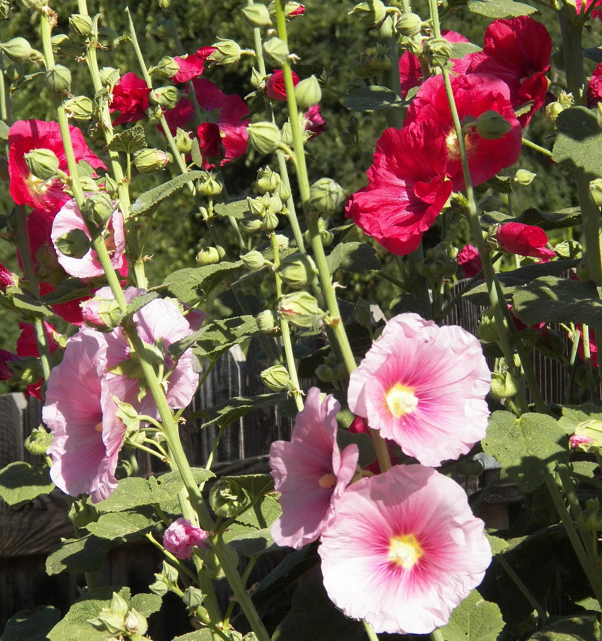 flowers hibiscus rose of sharon free photo