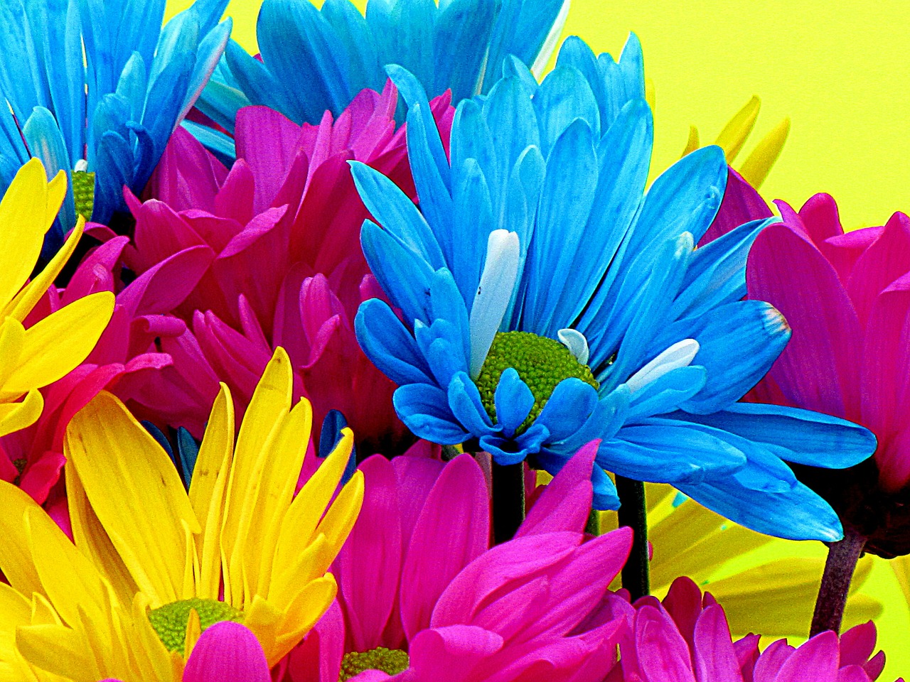 flowers daisies daisy free photo