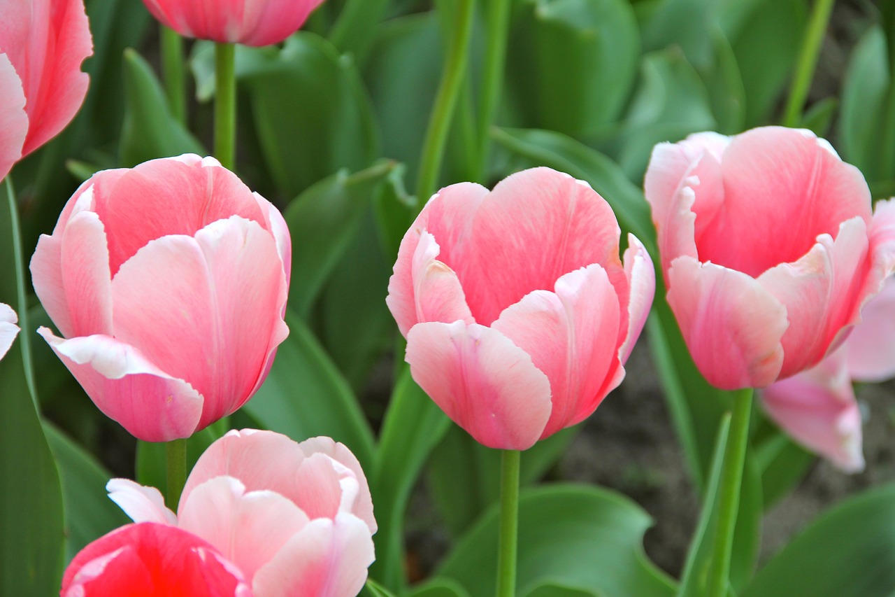 flowers tulips spring free photo