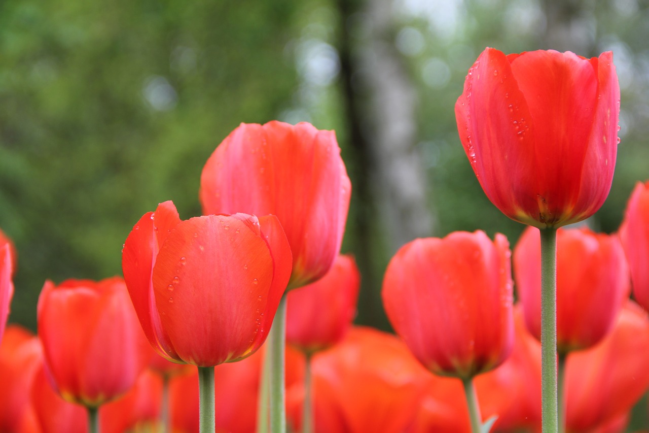 flowers tulips spring free photo