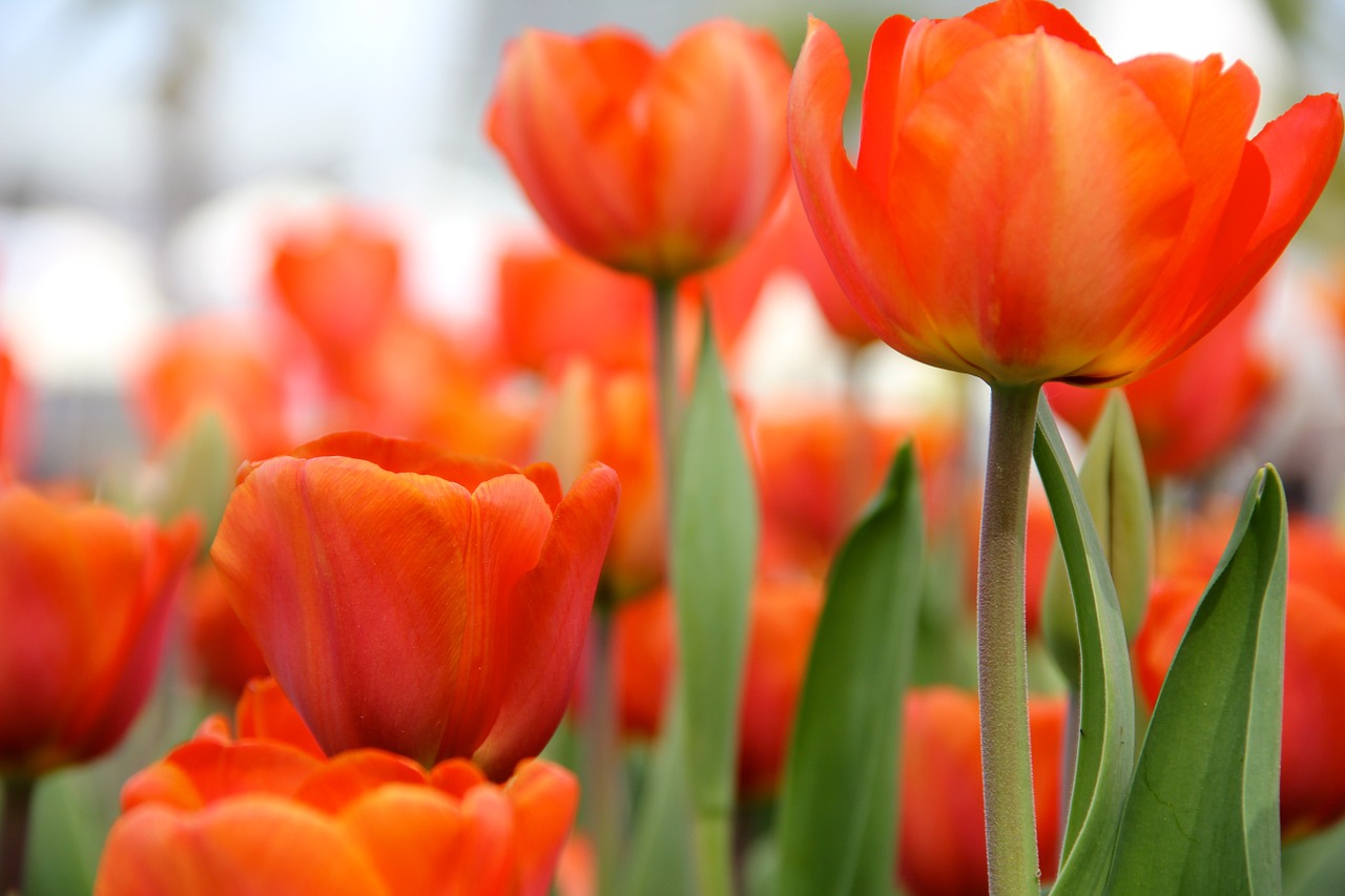 flowers tulips spring free photo