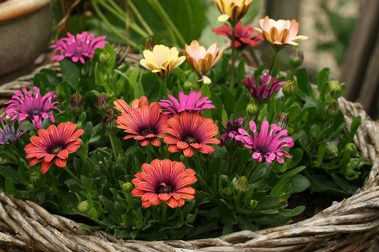 flowers flower basket garden free photo