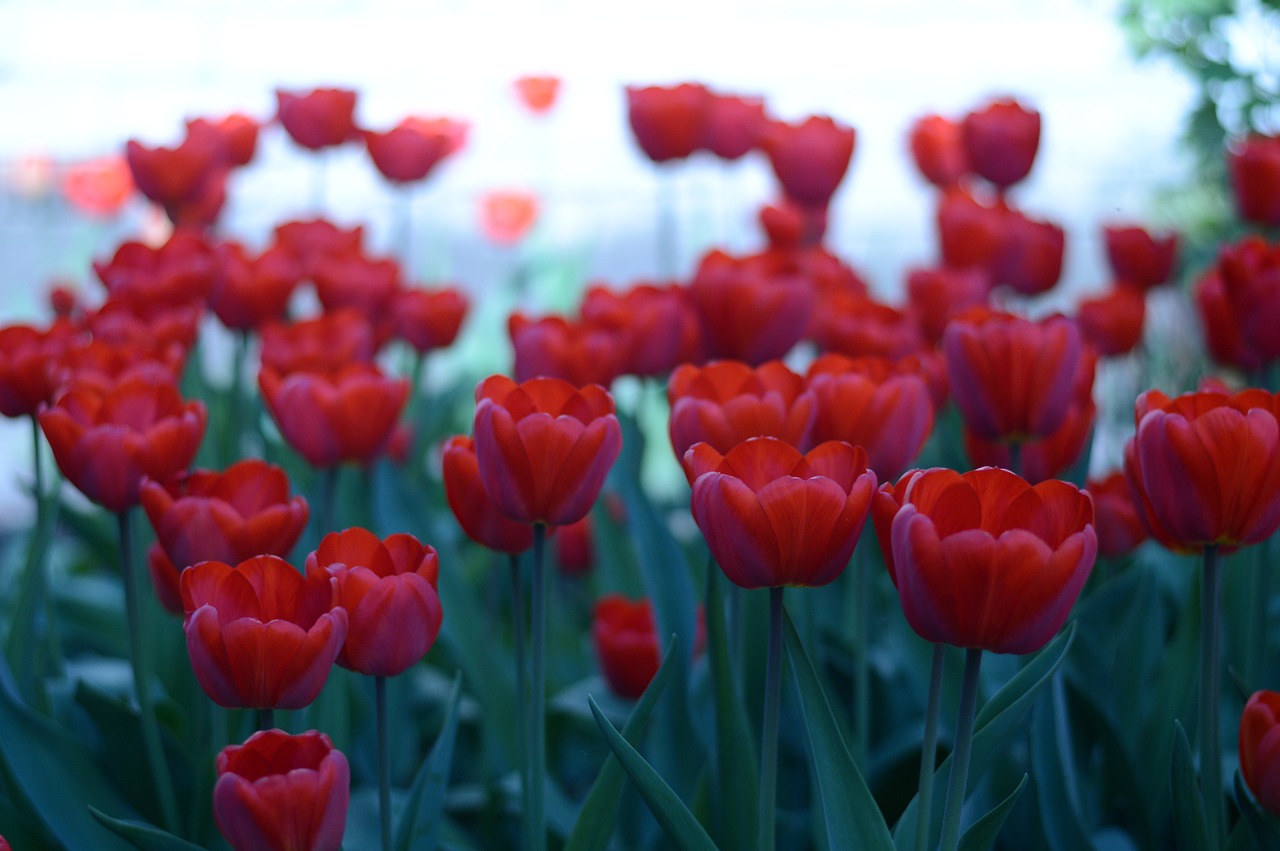 flowers tulip nature free photo