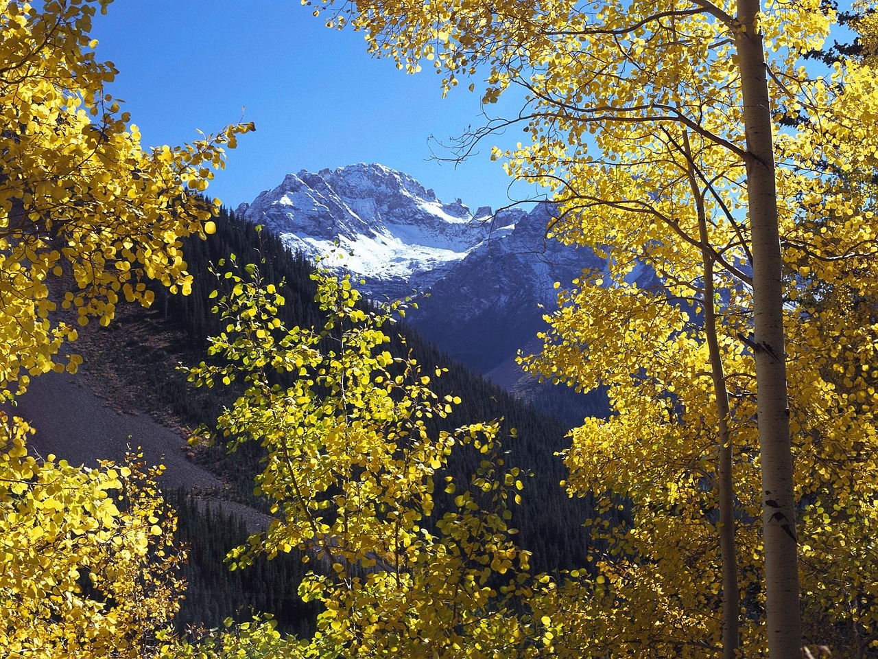 flowers tree mountain free photo