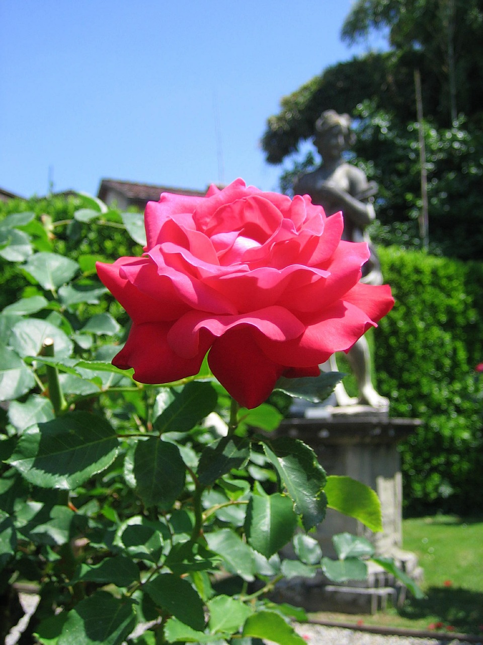 flowers red rose plant free photo