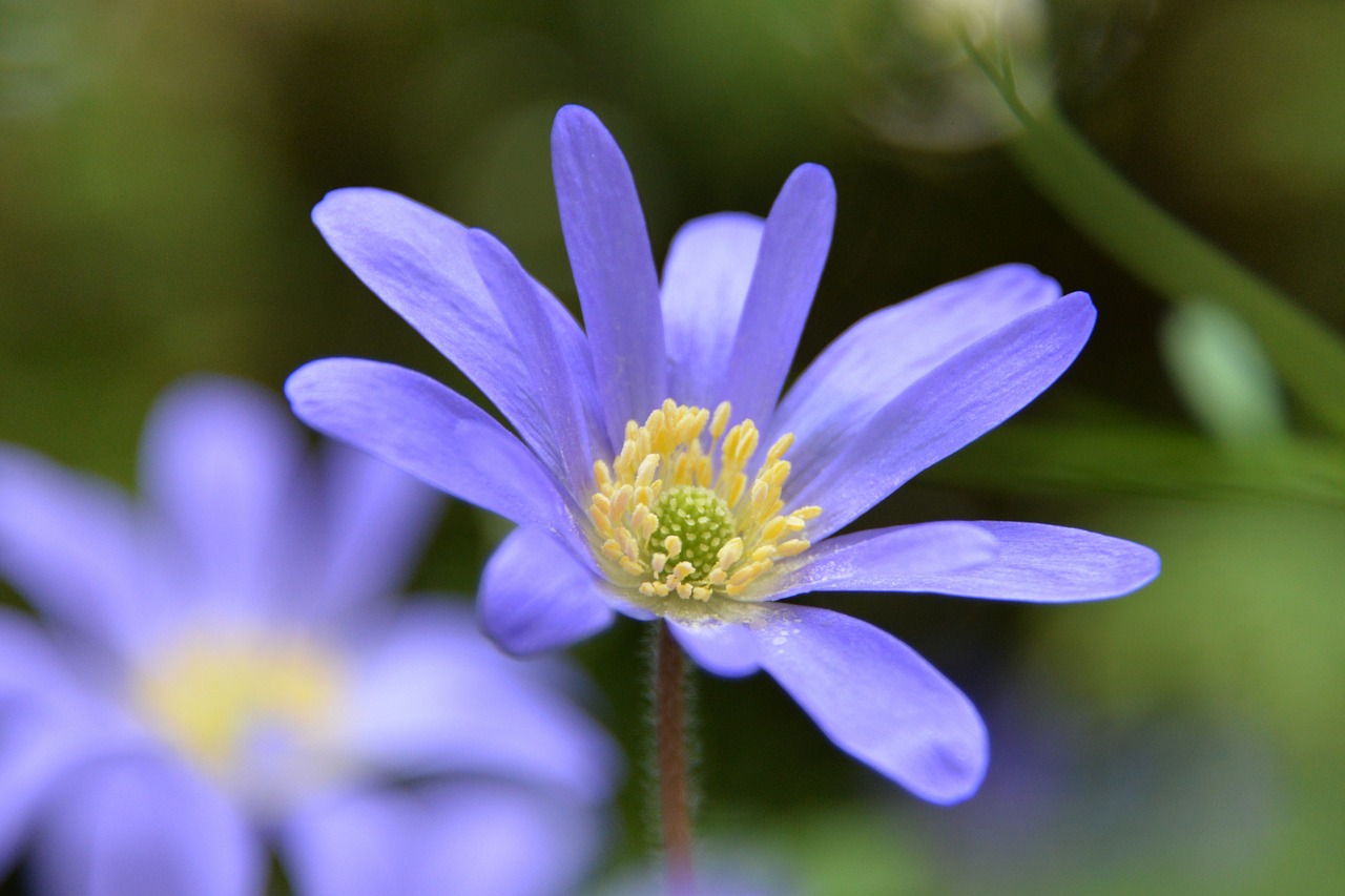 flowers spring bokeh free photo