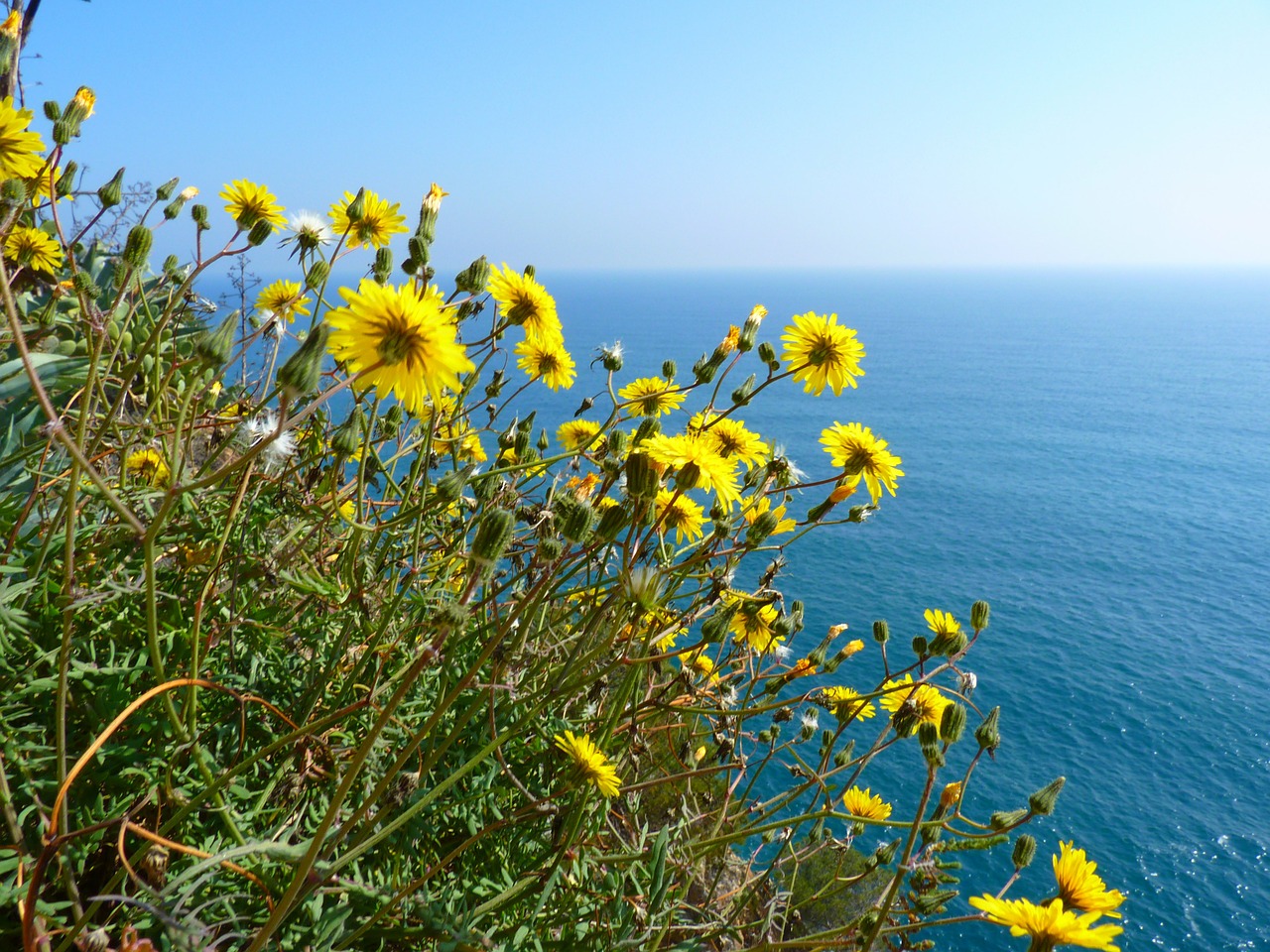 flowers yellow sea free photo