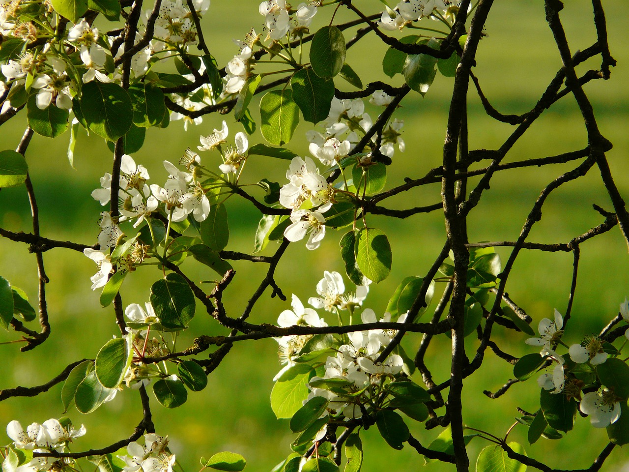 flowers white pear free photo