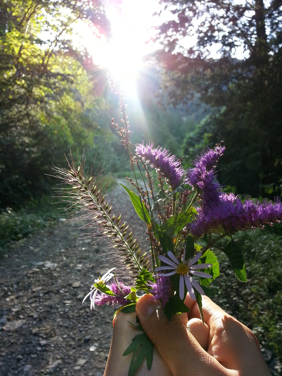 flowers beauty haetssal free photo