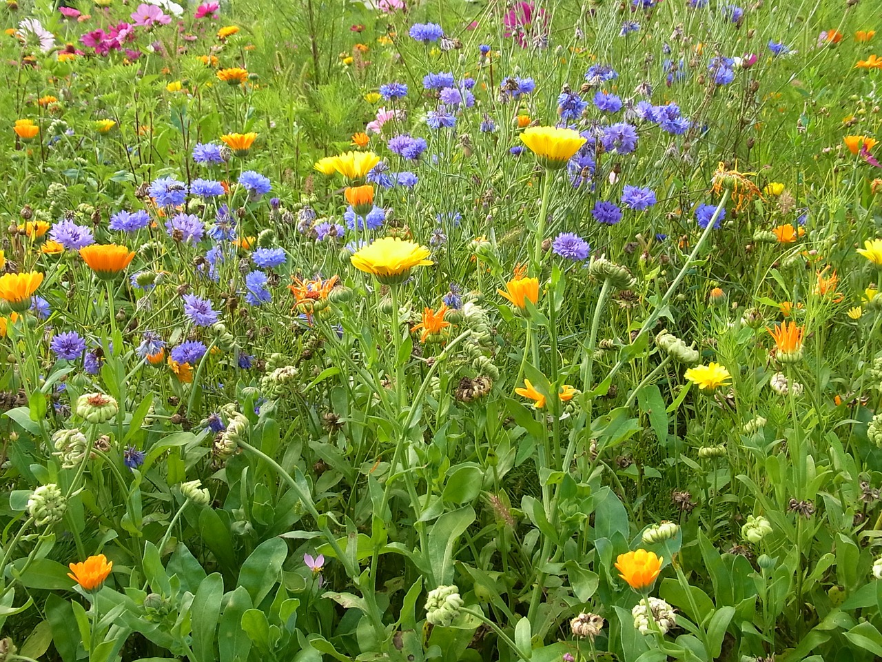 flowers meadow nature free photo