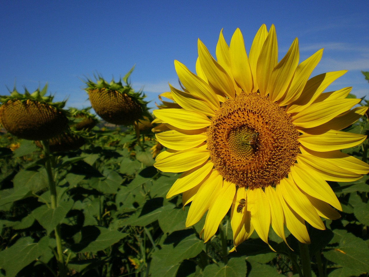 flowers sunflower summer free photo