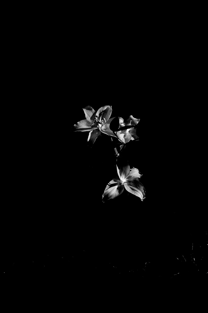 flowers black and white light free photo