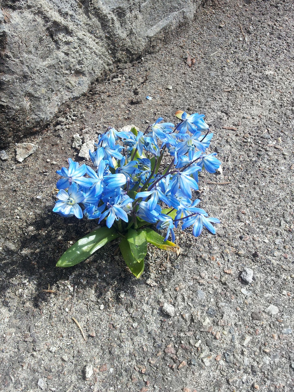 flowers stone asphalt free photo