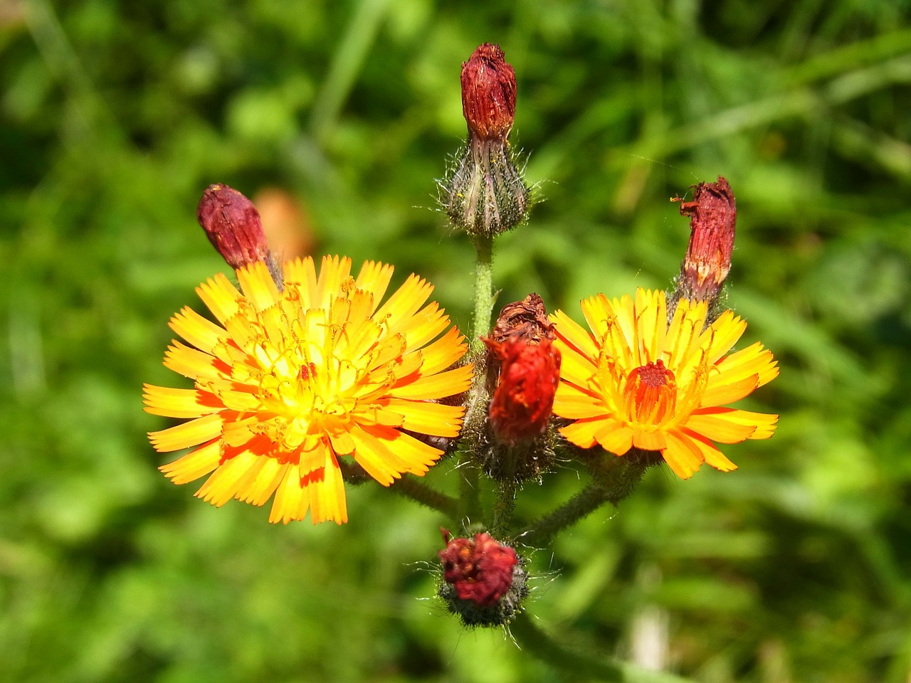 flowers meadow forest free photo