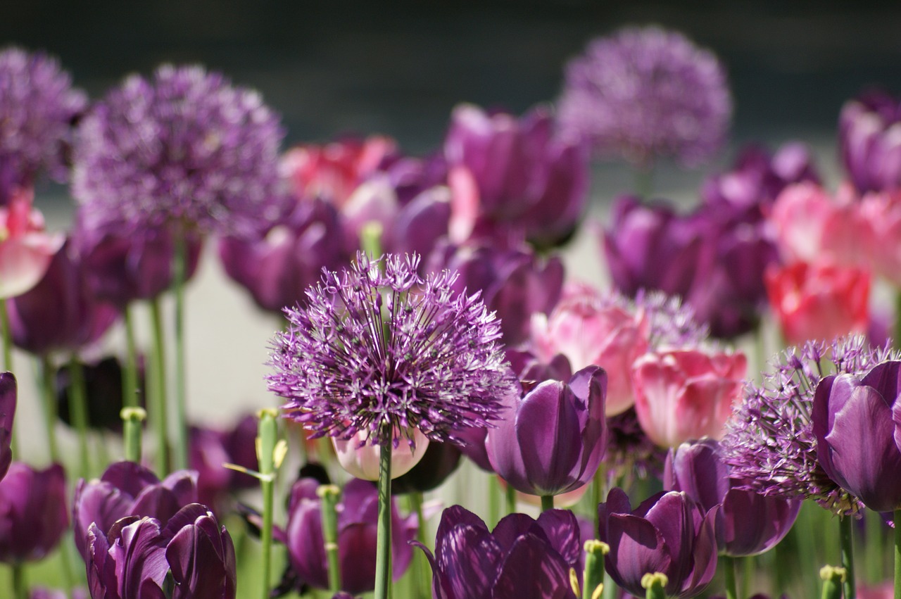 flowers tulips violet free photo