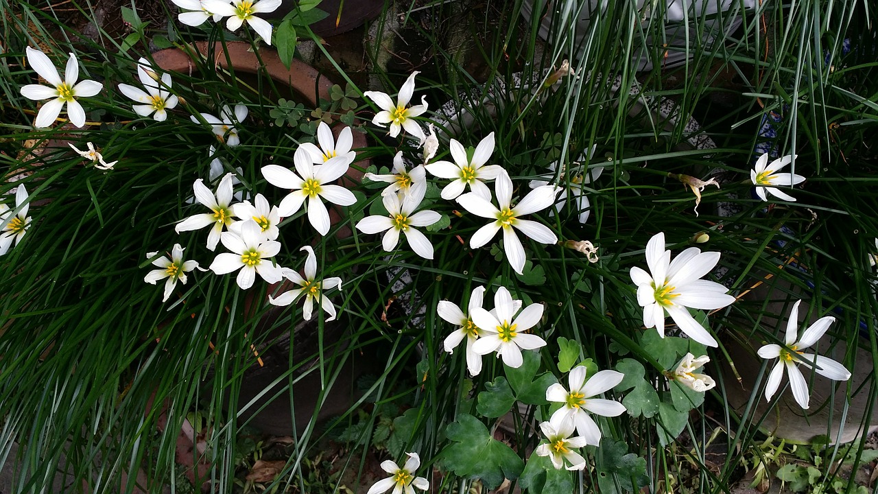 flowers seoyangnan love free photo