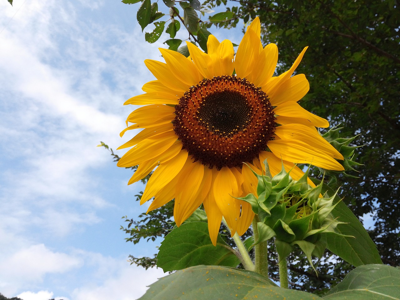 flowers sunflower yellow free photo