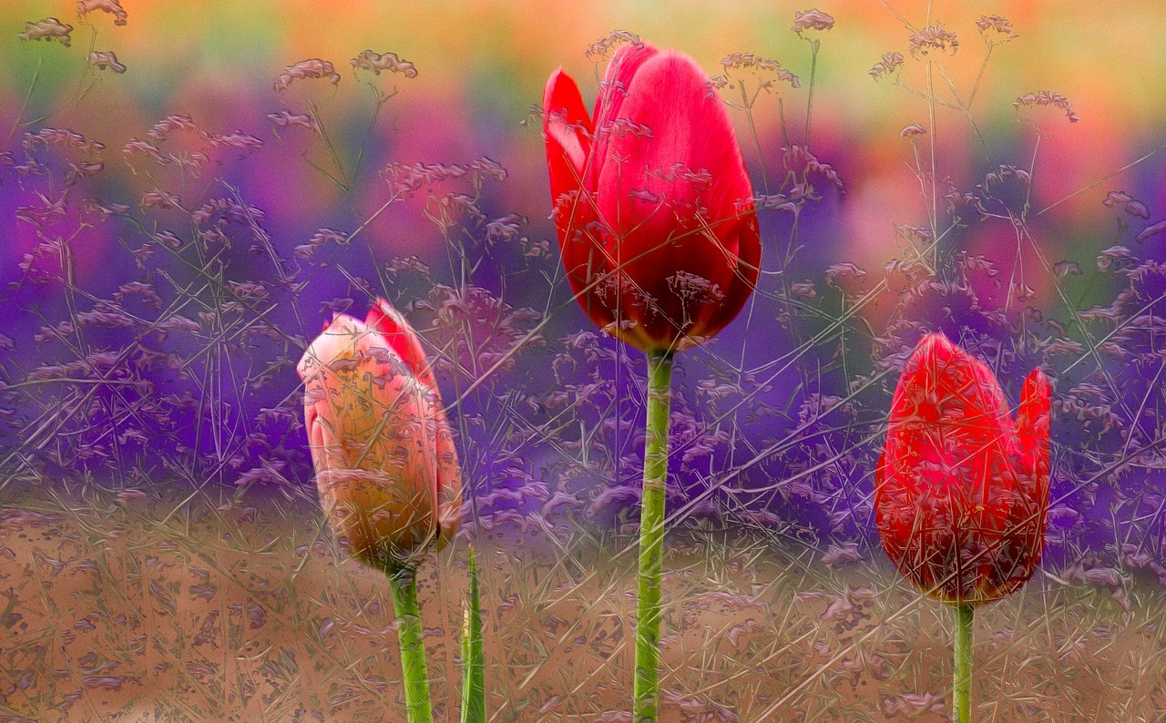 flowers tulips red free photo