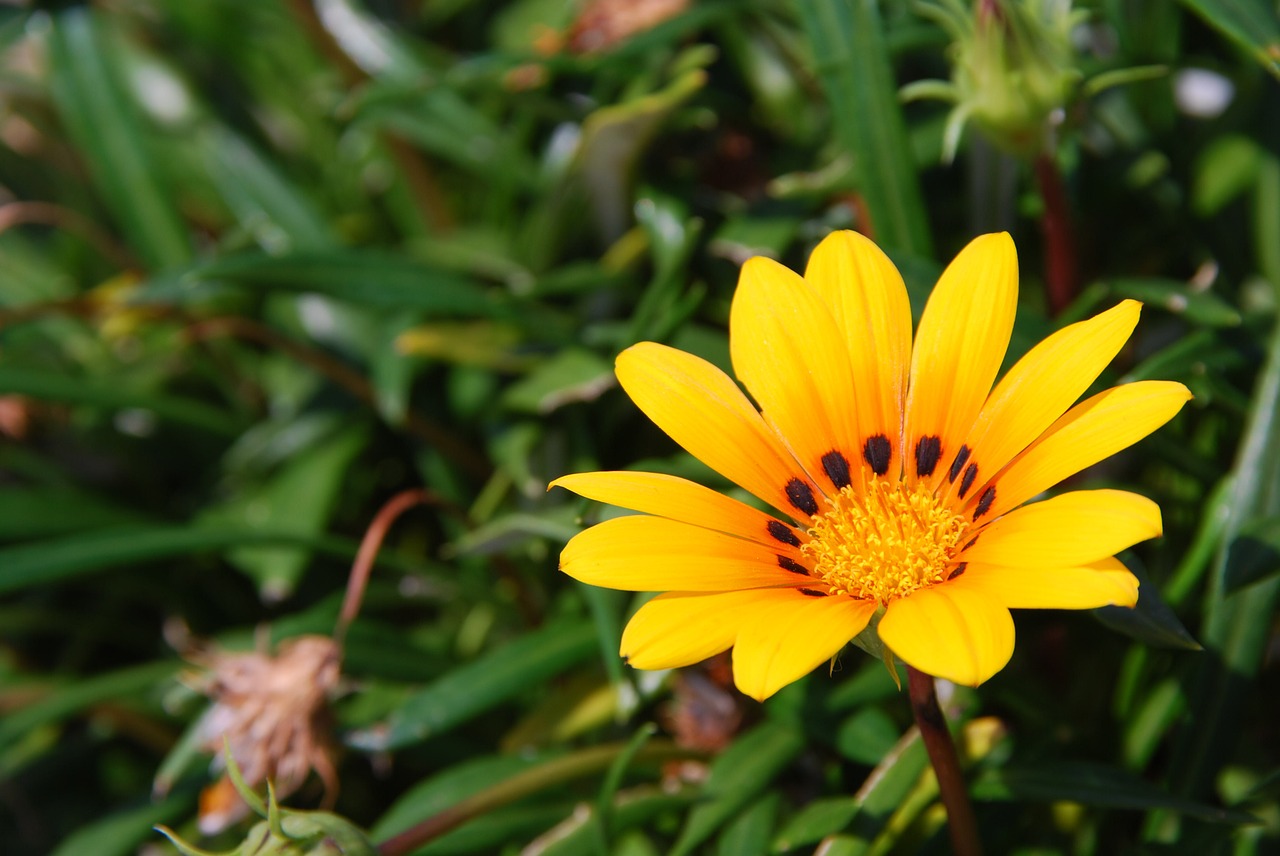 flowers yellow green free photo