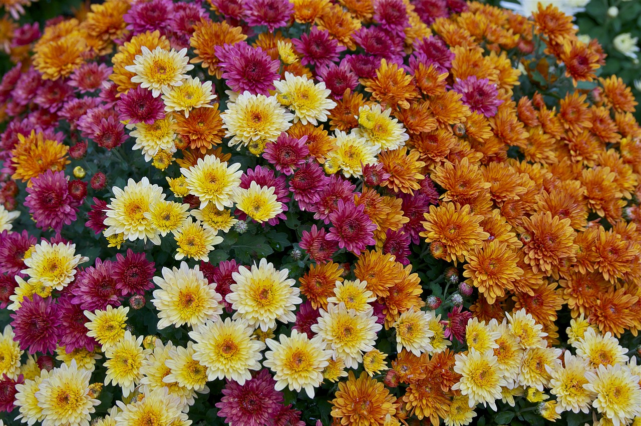 flowers color variety mums free photo