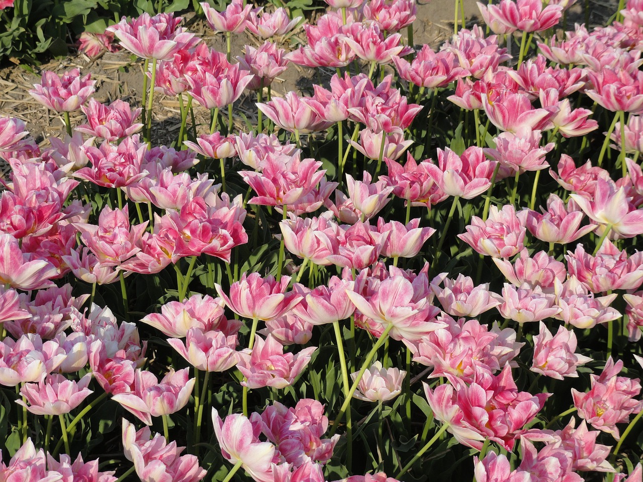 flowers tulips netherlands free photo