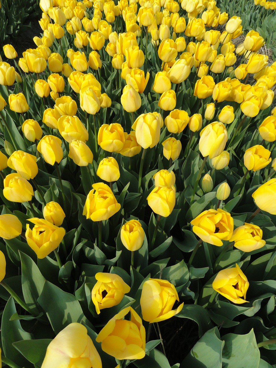 flowers tulips field free photo