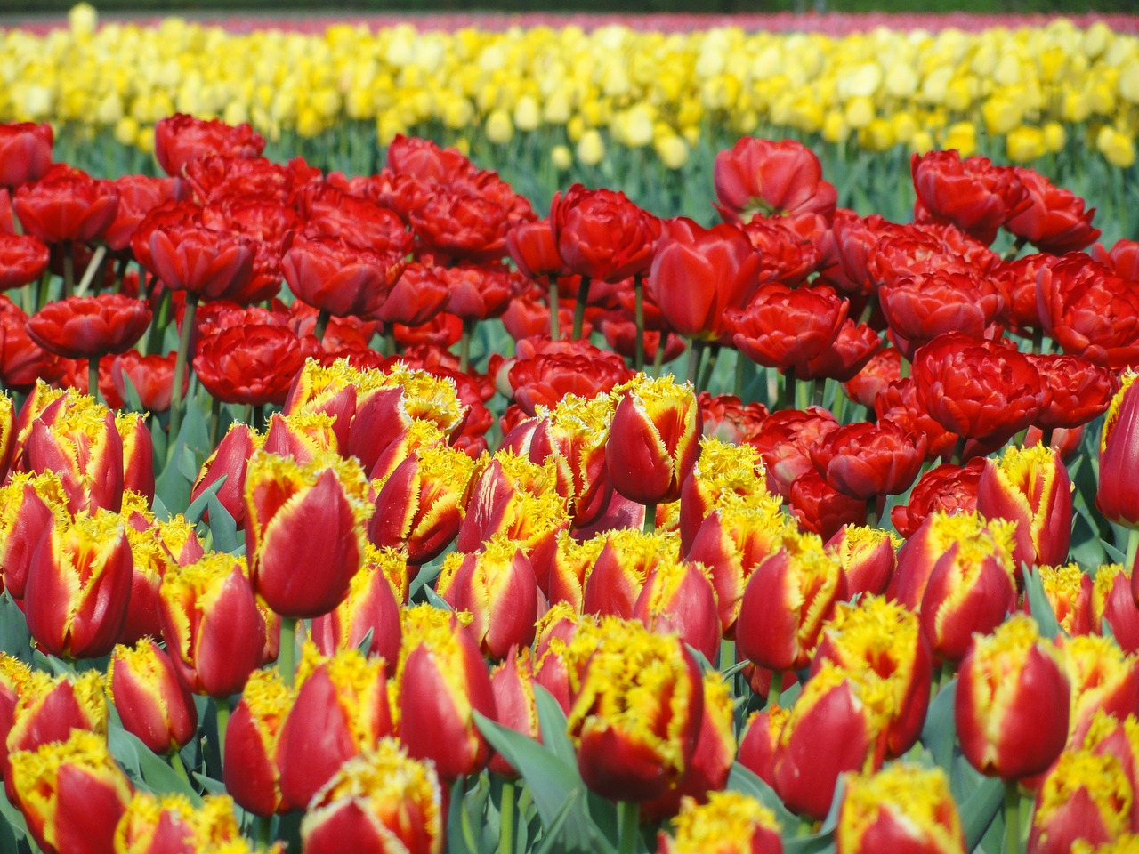 flowers tulips field free photo