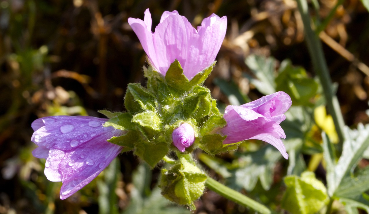 flowers pink garden free photo