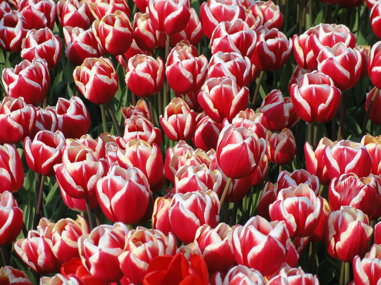 flowers blooms tulips free photo