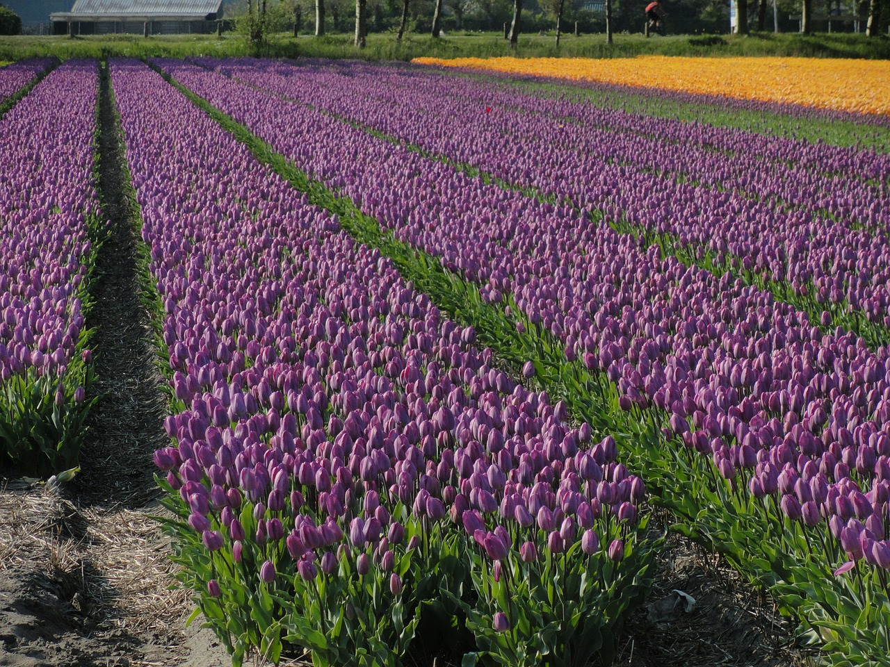 flowers tulips field free photo